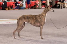 Chó đua Greyhound – Loài chó tốc độ nhất thế giới hiện nay