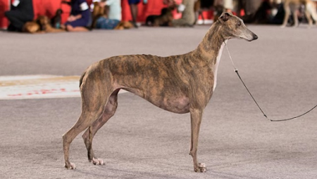 Chó đua Greyhound – Loài chó tốc độ nhất thế giới hiện nay